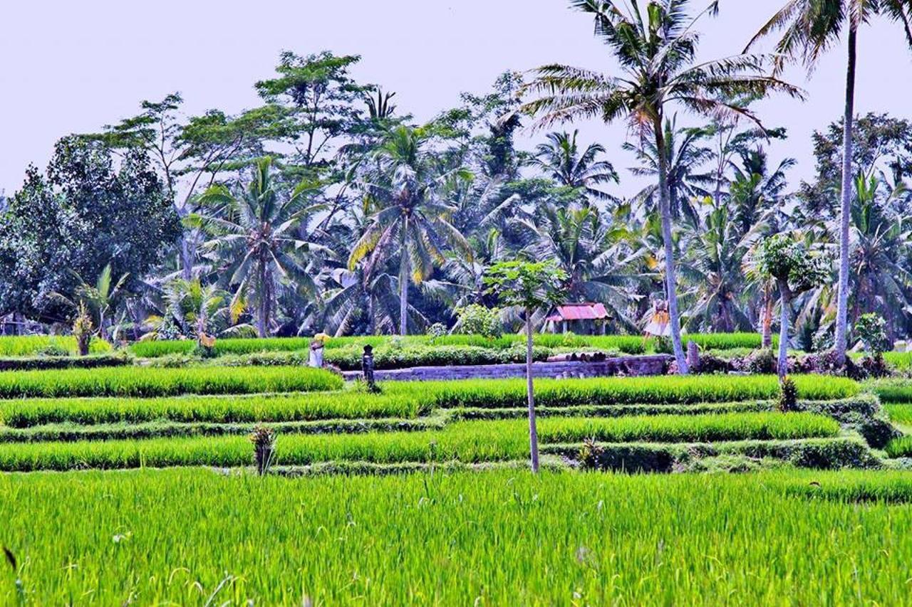 White Villa Ubud エクステリア 写真