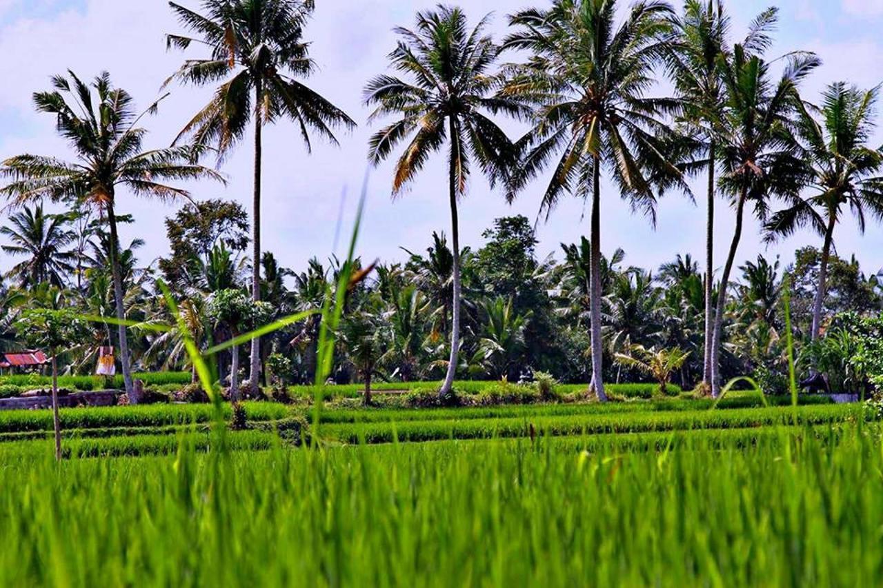 White Villa Ubud エクステリア 写真